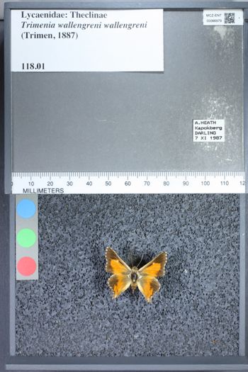 Media type: image;   Entomology 66979